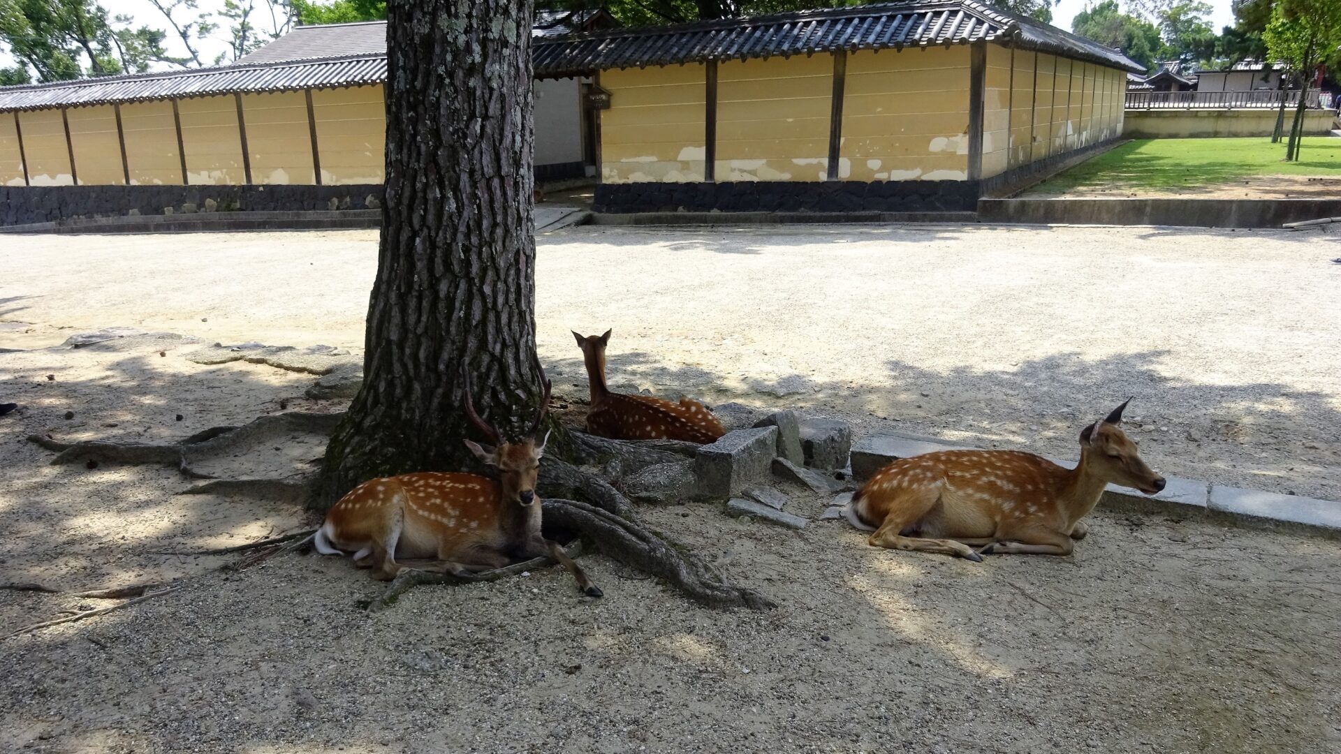 帝塚山中学校・帝塚山高校